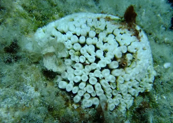 Szálloda Cape & Kanapíca