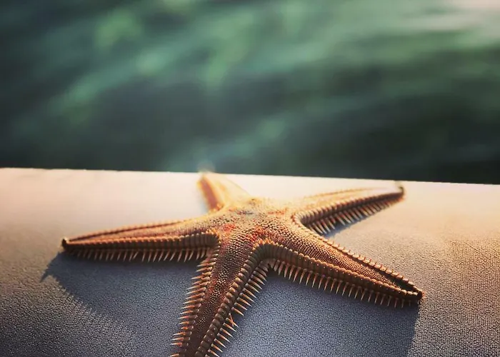 Cape & Καναπίτσα